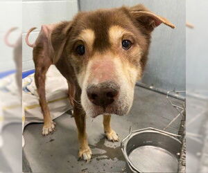 German Shepherd Dog-Unknown Mix Dogs for adoption in Tavares, FL, USA
