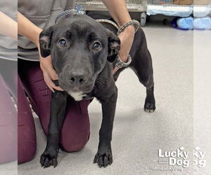 Labrador Retriever-Unknown Mix Dogs for adoption in Washington, DC, USA