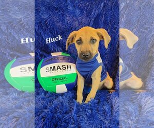 Boxer-German Shepherd Dog Mix Dogs for adoption in Newark, DE, USA