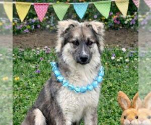Siberian Husky-Unknown Mix Dogs for adoption in Yardley, PA, USA