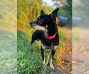 Chihuahua Dogs for adoption in Great Bend, KS, USA