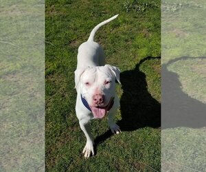 Staffordshire Bull Terrier-Unknown Mix Dogs for adoption in Orange, CA, USA