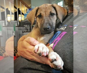 German Shepherd Dog-Great Dane Mix Dogs for adoption in Raleigh, NC, USA