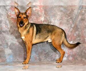 German Shepherd Dog-Unknown Mix Dogs for adoption in West Valley, UT, USA