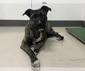 German Shepherd Dog-Plott Hound Mix Dogs for adoption in Corona, CA, USA