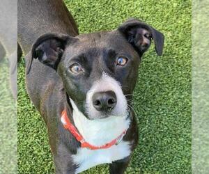 Chihuahua-Unknown Mix Dogs for adoption in San Diego, CA, USA