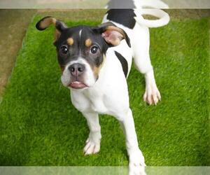 American Staffordshire Terrier-Unknown Mix Dogs for adoption in Tallahassee, FL, USA