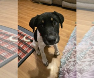 Aussiedor Dogs for adoption in Overland Park, KS, USA