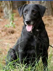 Labrador Retriever Dogs for adoption in Charleston, SC, USA