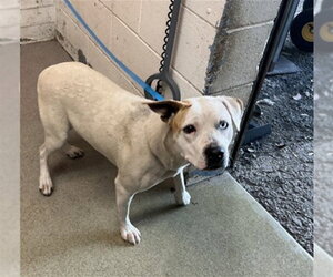 Mutt Dogs for adoption in San Bernardino, CA, USA