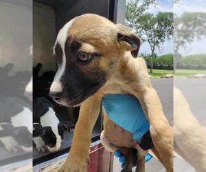 American Staffordshire Terrier-Unknown Mix Dogs for adoption in San Antonio, TX, USA