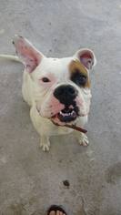 Medium Photo #1 Boxer Puppy For Sale in Dana Point, CA, USA