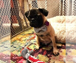 Pug Dogs for adoption in Glen Haven, WI, USA