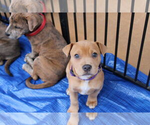 American Pit Bull Terrier-Labrador Retriever Mix Dogs for adoption in Holly Springs, NC, USA