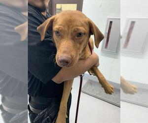 Labrador Retriever-Unknown Mix Dogs for adoption in Corpus Christi, TX, USA