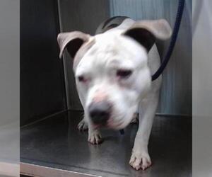 American Pit Bull Terrier-Unknown Mix Dogs for adoption in Downey, CA, USA