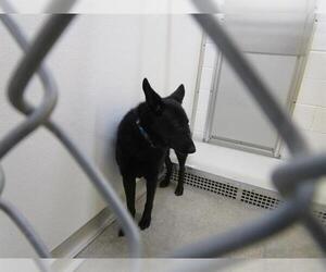 German Shepherd Dog Dogs for adoption in Temple, TX, USA
