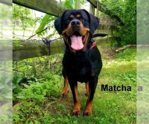Rottweiler Dogs for adoption in Madisonville, TN, USA
