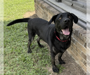 Small Great Dane-Labrador Retriever Mix