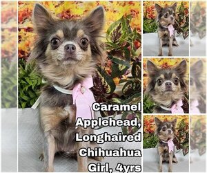 Chihuahua Dogs for adoption in Seattle, WA, USA