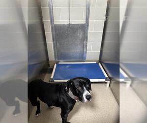 American Staffordshire Terrier-Unknown Mix Dogs for adoption in Grand Prairie, TX, USA