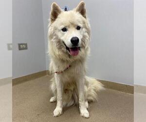 Great Pyrenees-Huskies  Mix Dogs for adoption in Aurora, CO, USA