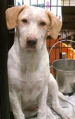 Lab-Pointer Dogs for adoption in Pembroke, GA, USA