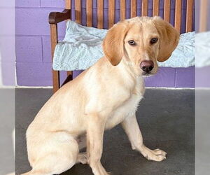 Golden Labrador Dogs for adoption in Genesee, WI, USA