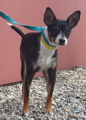 Rat Terrier Dogs for adoption in Simi Valley, CA, USA