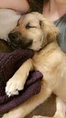 Golden Shepherd Dogs for adoption in Tuscaloosa, AL, USA