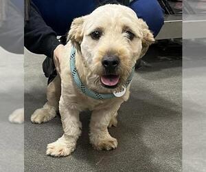 Cairn Terrier Dogs for adoption in Forestville, MD, USA