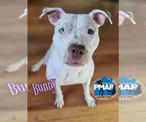 Mutt Dogs for adoption in Binghamton, NY, USA