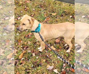 Labrador Retriever-Unknown Mix Dogs for adoption in Hinton, WV, USA