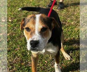 Beagle-Unknown Mix Dogs for adoption in Yardley, PA, USA