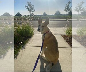 Akita-German Shepherd Dog Mix Dogs for adoption in Davis, CA, USA