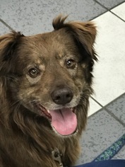Australian Retriever Dogs for adoption in FORT WORTH, TX, USA