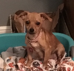 Chiweenie Dogs for adoption in Coppell, TX, USA