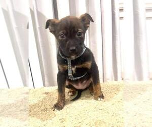 Mutt Dogs for adoption in Dana Point, CA, USA