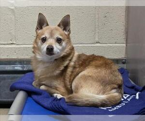 Mutt Dogs for adoption in Martinez, CA, USA