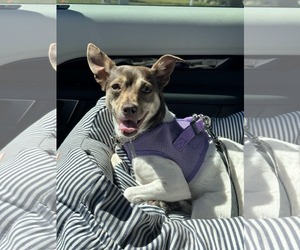 Chihuahua-Unknown Mix Dogs for adoption in Tampa, FL, USA