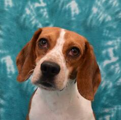 Beagle Dogs for adoption in Eureka, CA, USA