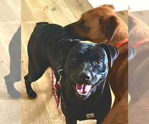 American Pit Bull Terrier-Labrador Retriever Mix Dogs for adoption in Conway, AR, USA