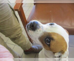 Staffordshire Bull Terrier Dogs for adoption in Ocala, FL, USA