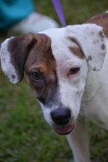 Minnie Jack Dogs for adoption in Brighton, TN, USA
