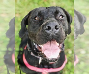 Mastador Dogs for adoption in Silver Spring, MD, USA