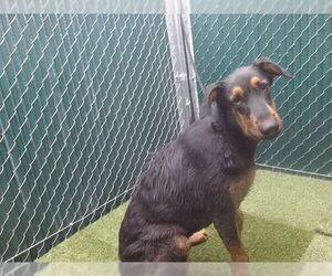 Doberman Pinscher Dogs for adoption in Downey, CA, USA