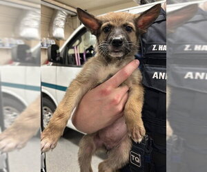 German Shepherd Dog-Great Pyrenees Mix Dogs for adoption in Fort Wayne, IN, USA