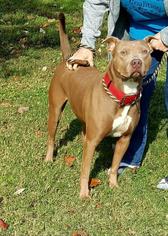 American Staffordshire Terrier Dogs for adoption in Arlington, TX, USA