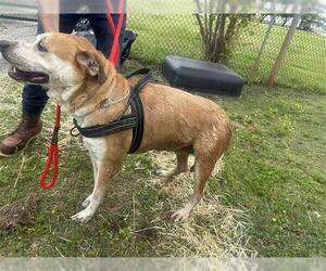 Labrador Retriever Dogs for adoption in Houston, TX, USA