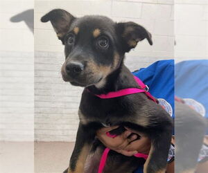 German Shepherd Dog Dogs for adoption in San Bernardino, CA, USA